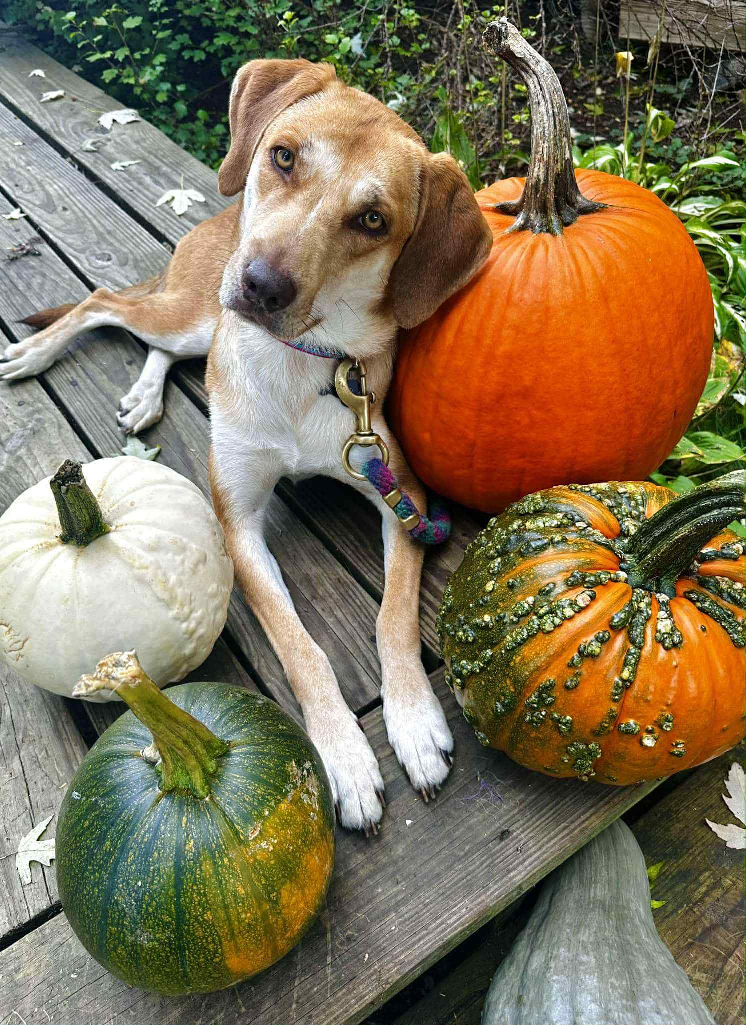 Hazel Jane
