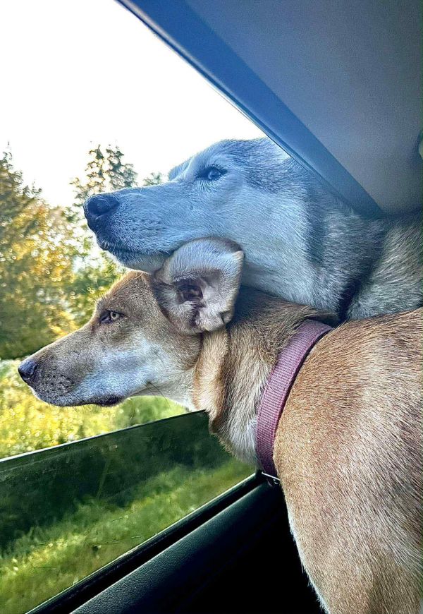 Hazel Jane thumbnail 3