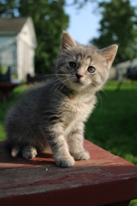 Mia, Baby Female unknown
