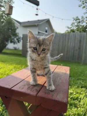 Daisy, Baby Female unknown