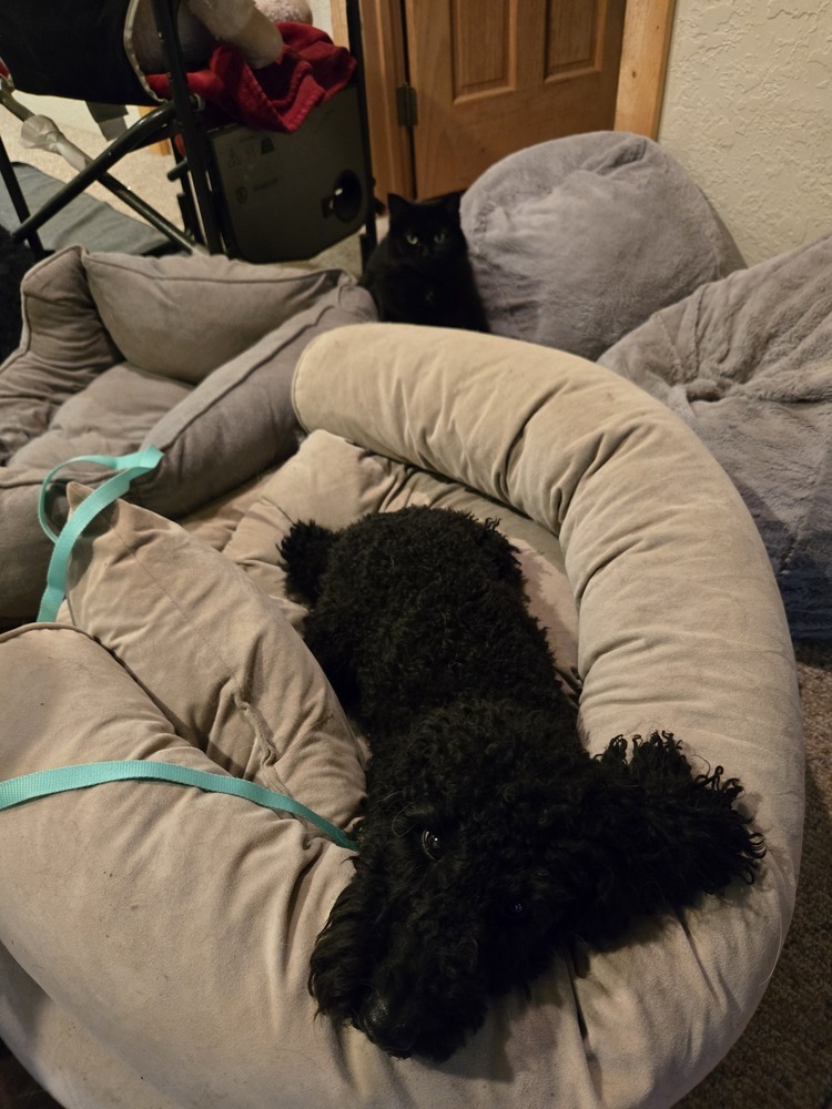 Pretzel