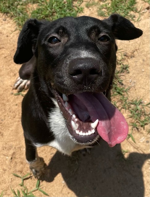 Oreo