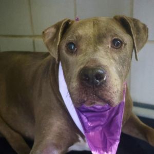 EMMITT, Adult Male unknown