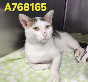 TOMMY, Adult Male unknown