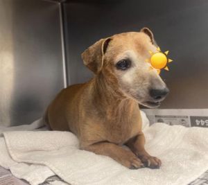 SPRINKLES, Senior Male unknown