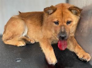 HONEY BUN, Adult Female unknown