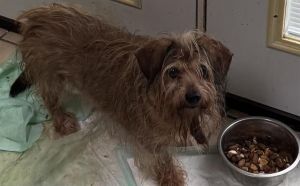 WOOBIE, Senior Female unknown