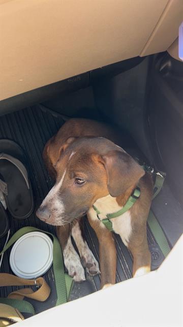 MATER, an adoptable Vizsla in San Antonio, TX, 78227 | Photo Image 1