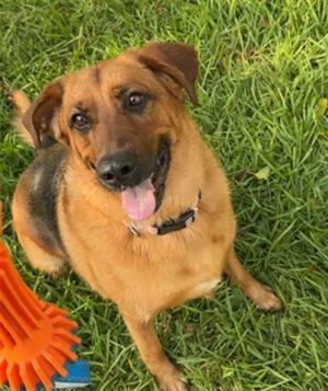 CHANEL, Adult Female unknown