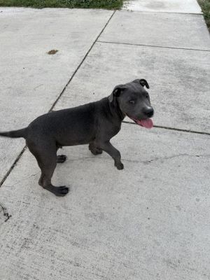 A768308, Young Male unknown