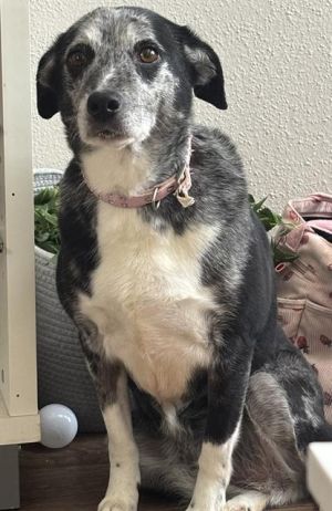 NOVA, Adult Female unknown