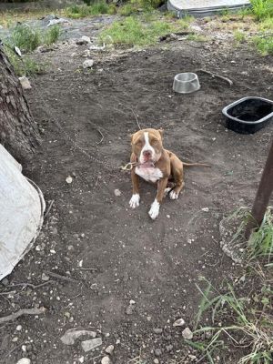 A768077, Young Female unknown