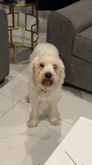SNOOPY, Senior Male unknown