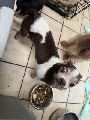 TIMMY, Senior Male unknown