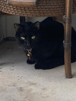 ZOE, Adult Female unknown