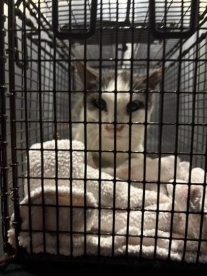KAMI, Adult Male unknown