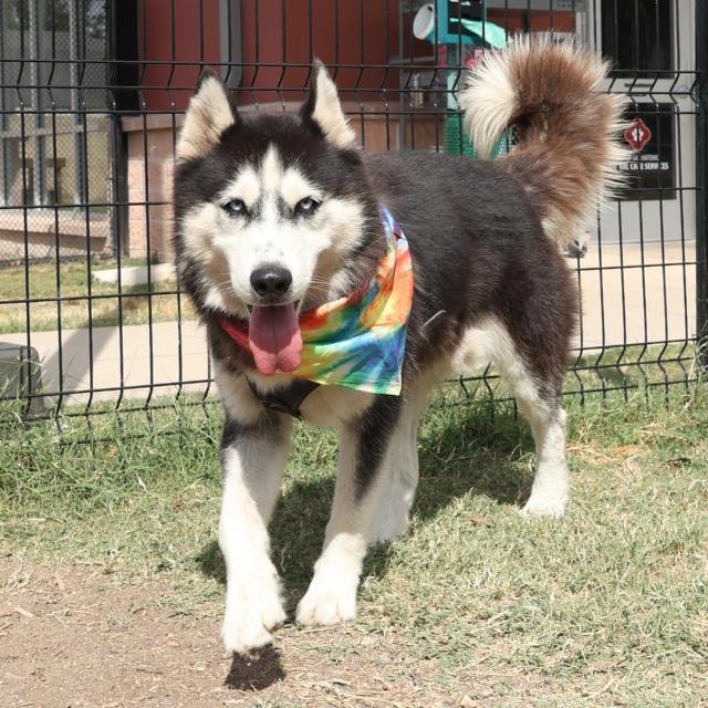 KIKO
