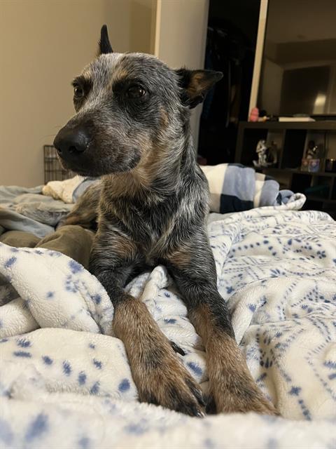 BUDDY