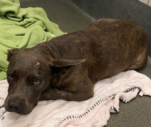 A768307, Adult Female unknown
