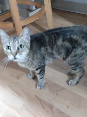 GINGER, Adult Female unknown
