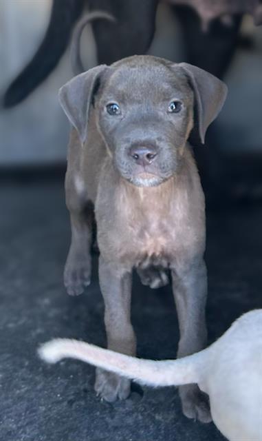 PEANUT