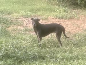 TYSON, Adult Male unknown