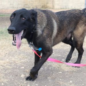 THUNDER, Adult Male unknown