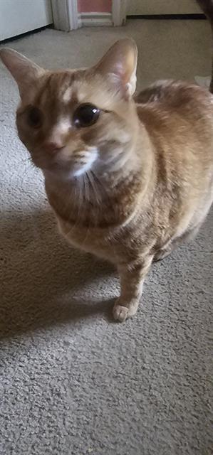 TONY, Adult Male unknown