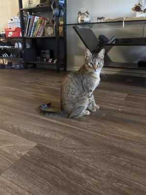 LUNA, Adult Female unknown