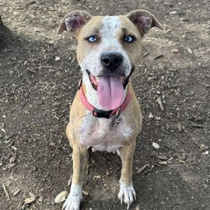 FRANKIE, Adult Female unknown