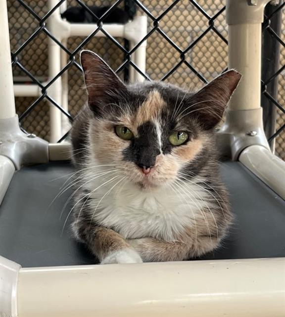 MIMI