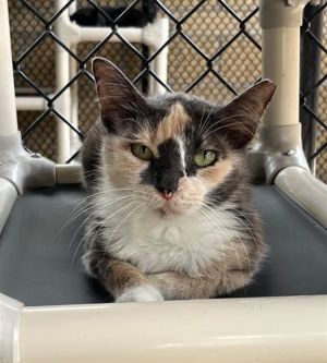MIMI, Adult Female unknown