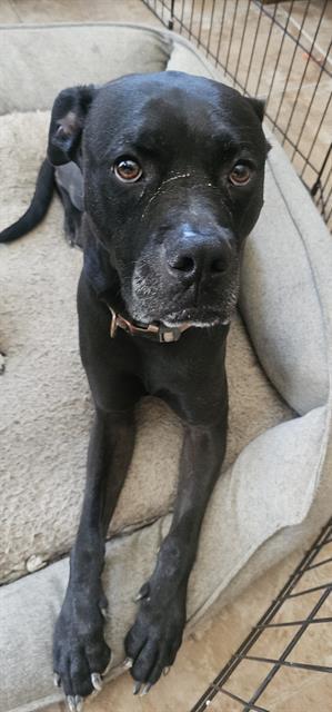 JAMESON, Adult Male unknown