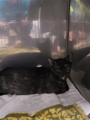MISSY, Young Female unknown