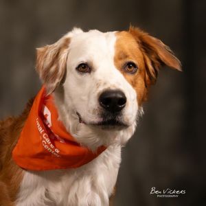 BENSON, Adult Male unknown