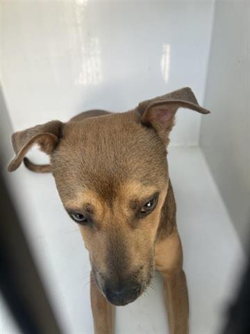 NALA