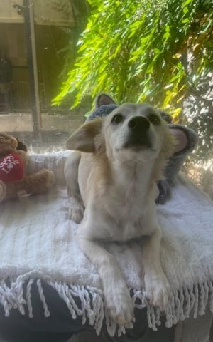 Yappy Dappy Doo, Young Male unknown