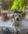 Yappy Dappy Doo photo 2