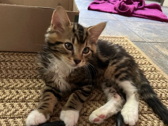 COSMO