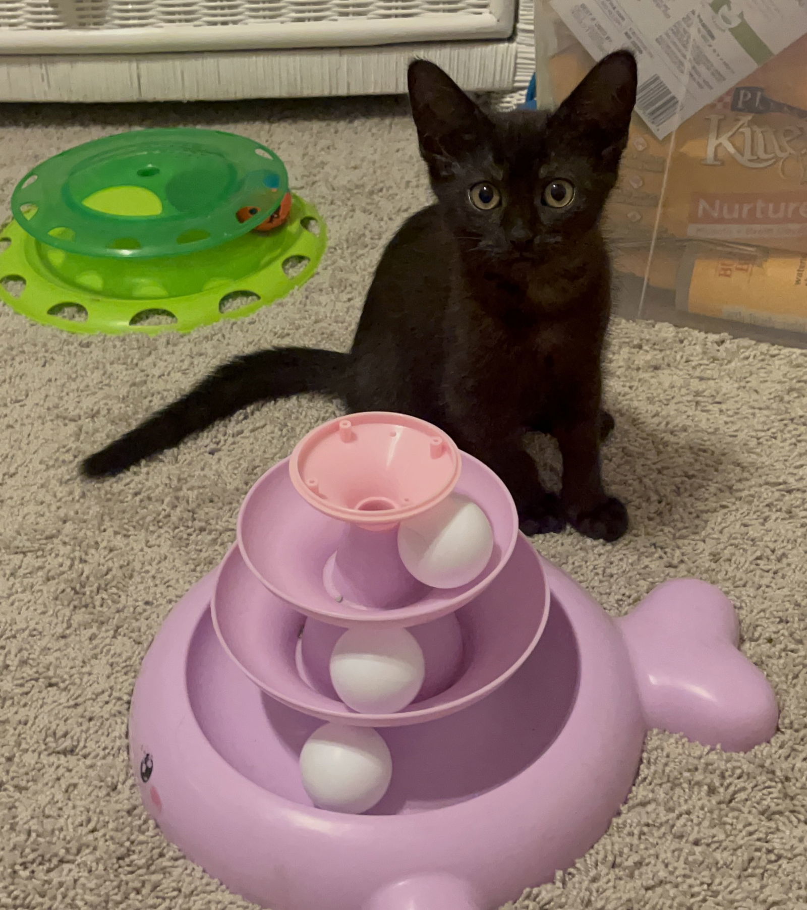 Winifred