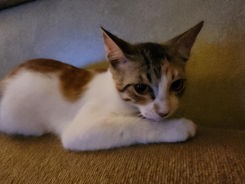 Biscotti