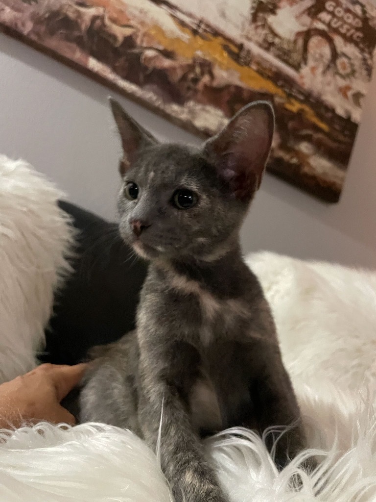 Willow