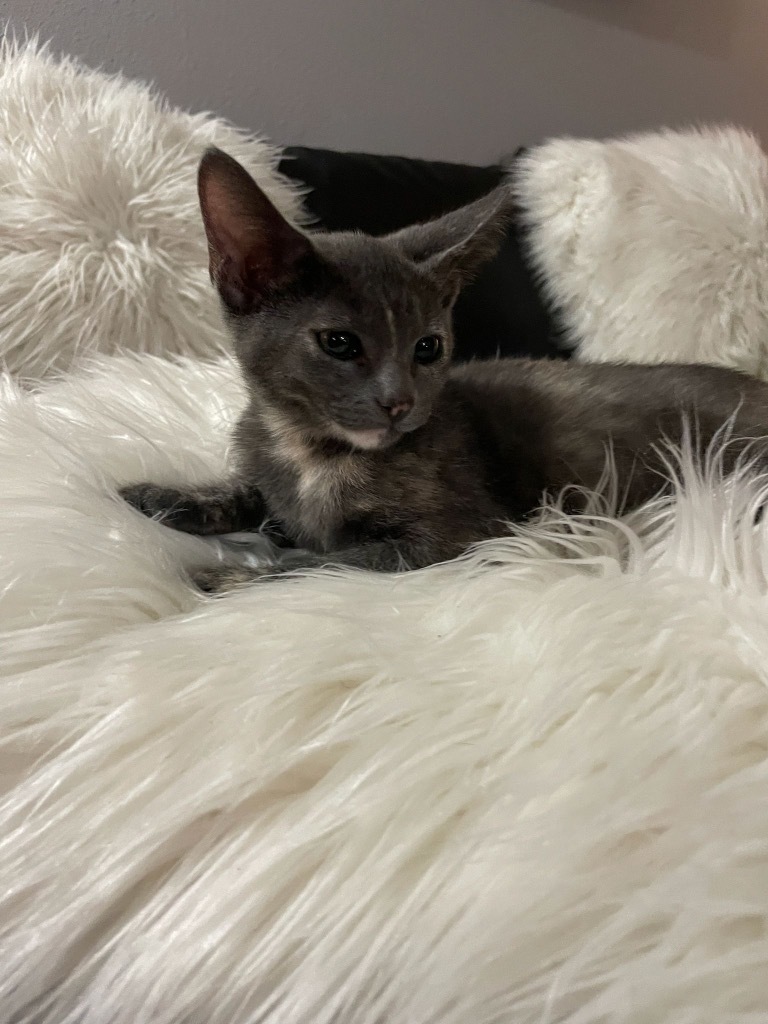 Willow