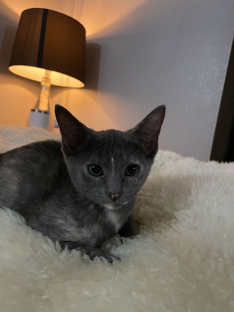 Willow