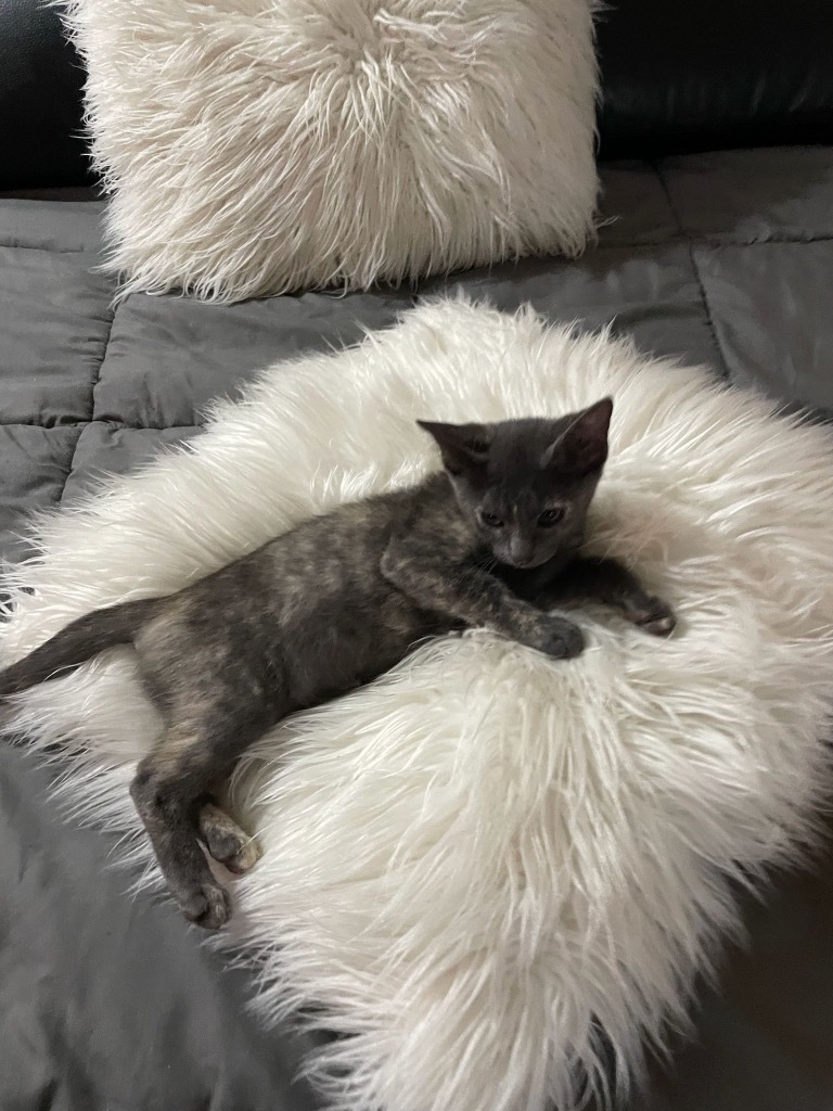 Willow