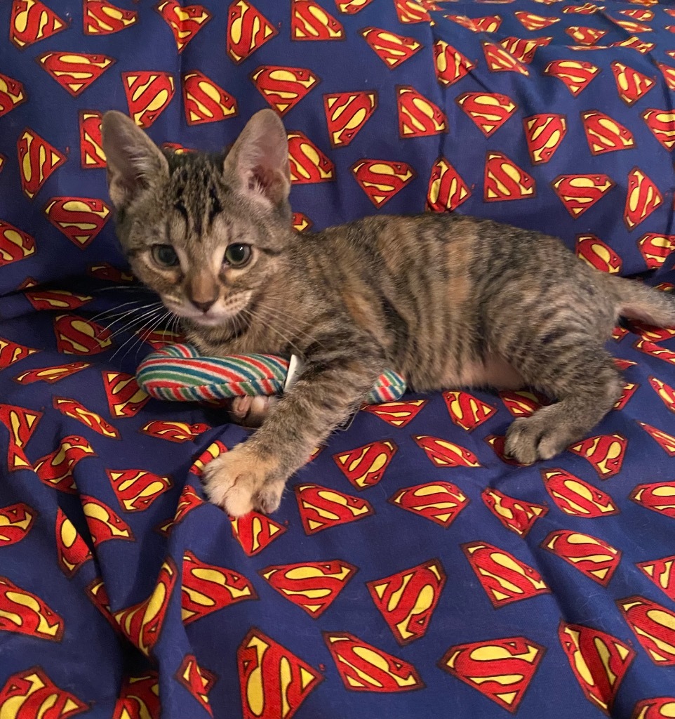 Lois Lane