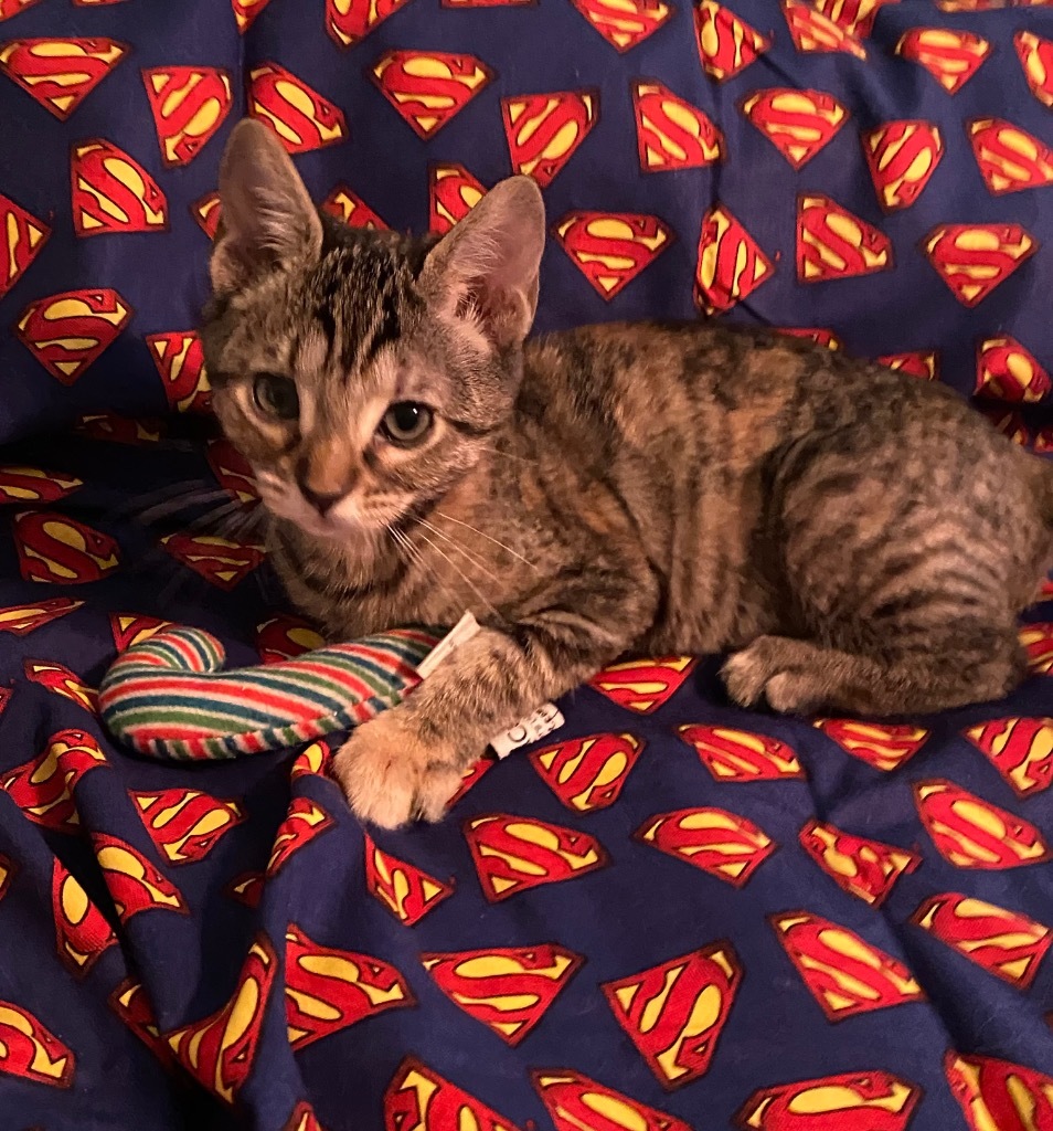 Lois Lane