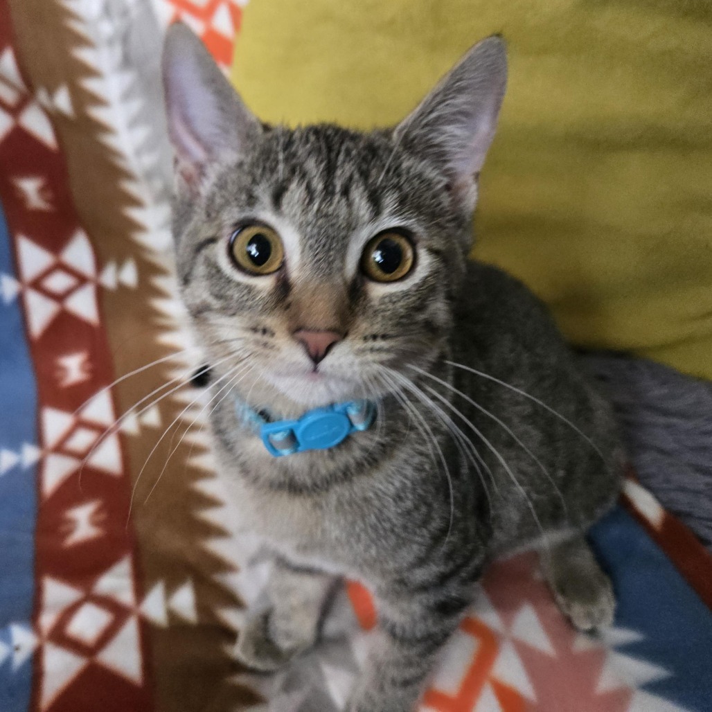 Snickerdoodle, an adoptable Domestic Short Hair in Wichita, KS, 67208 | Photo Image 1