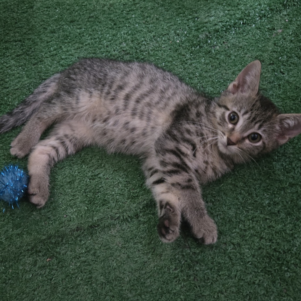 Snickerdoodle, an adoptable Domestic Short Hair in Wichita, KS, 67208 | Photo Image 2
