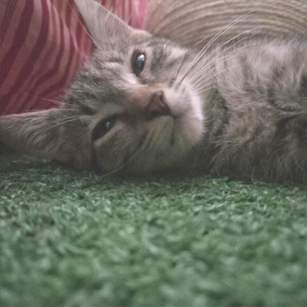 Snickerdoodle, an adoptable Domestic Short Hair in Wichita, KS, 67208 | Photo Image 3